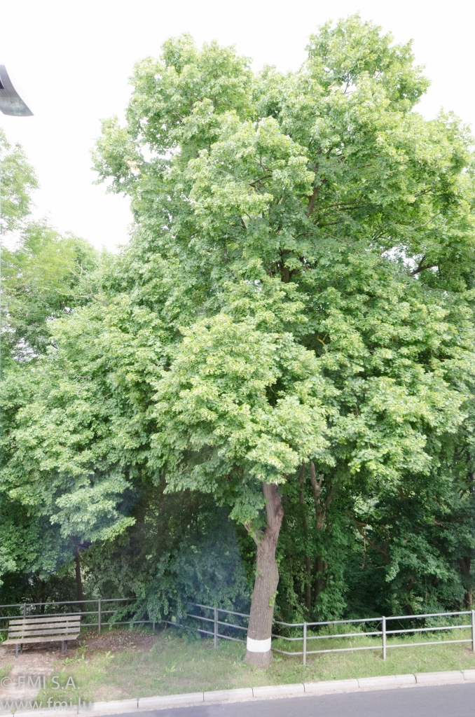 Image 17